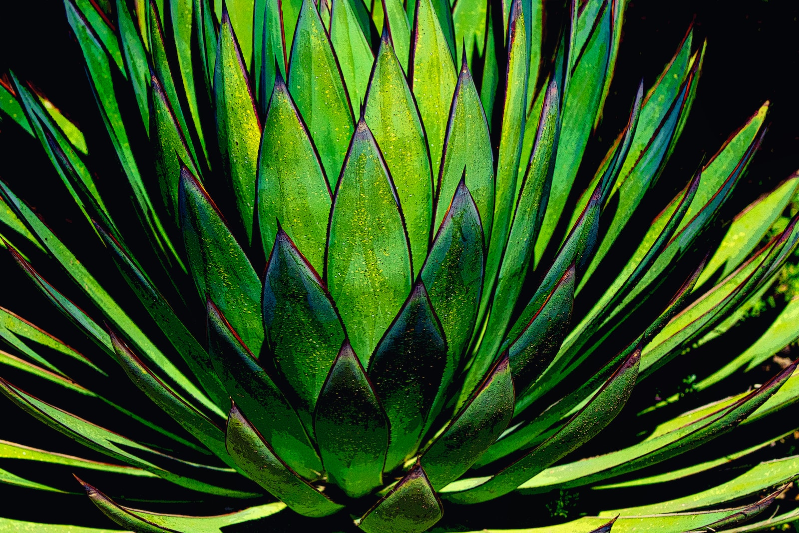 agave