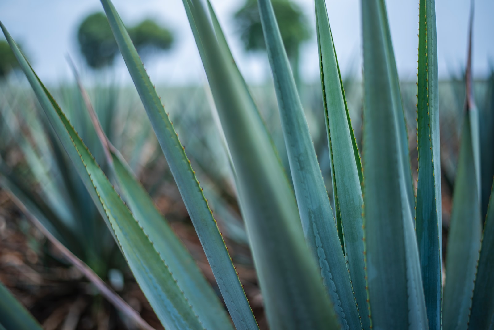 mezcal